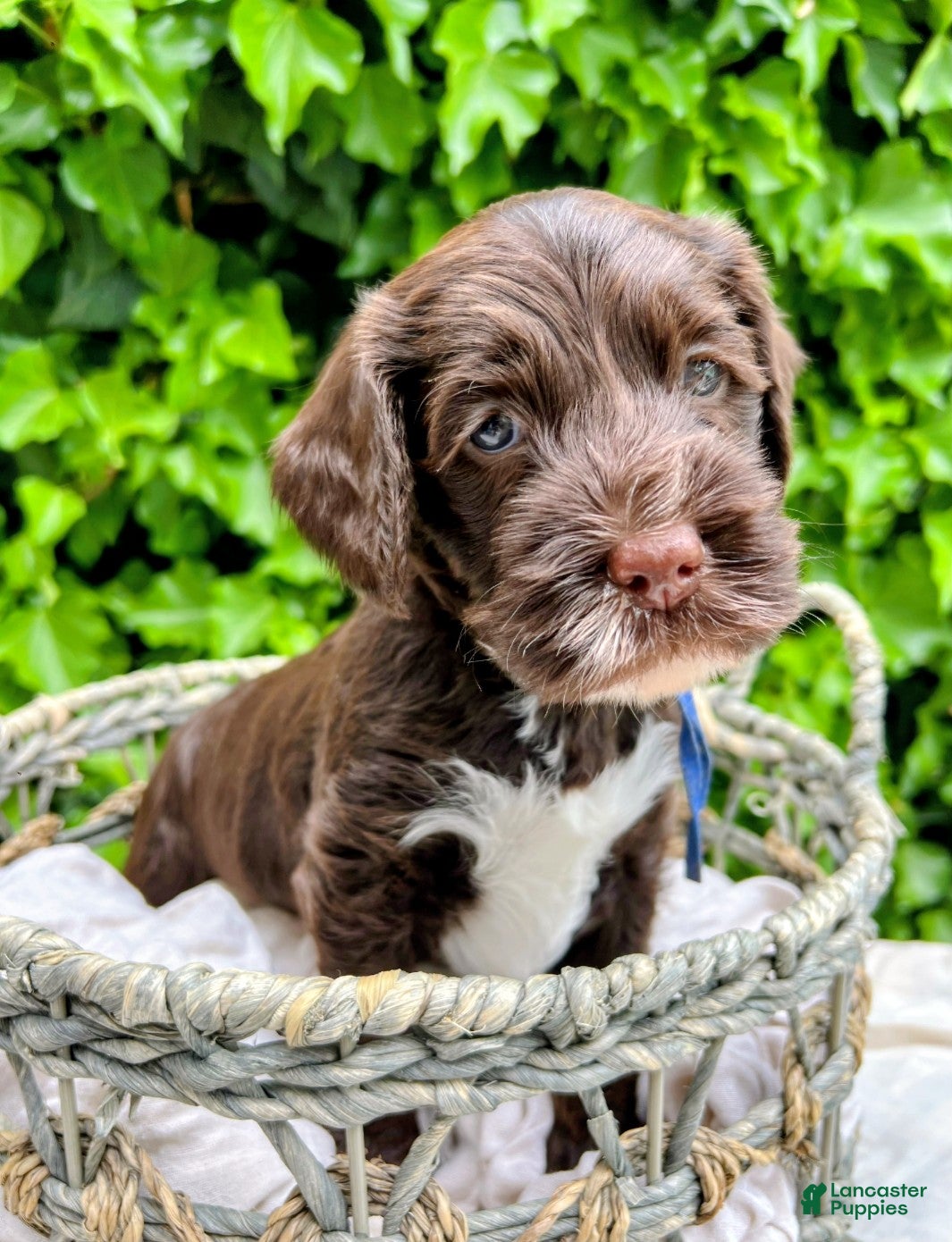 Australian Labradoodle dogs Australian Labradoodle Puppy 3 - Ad 1