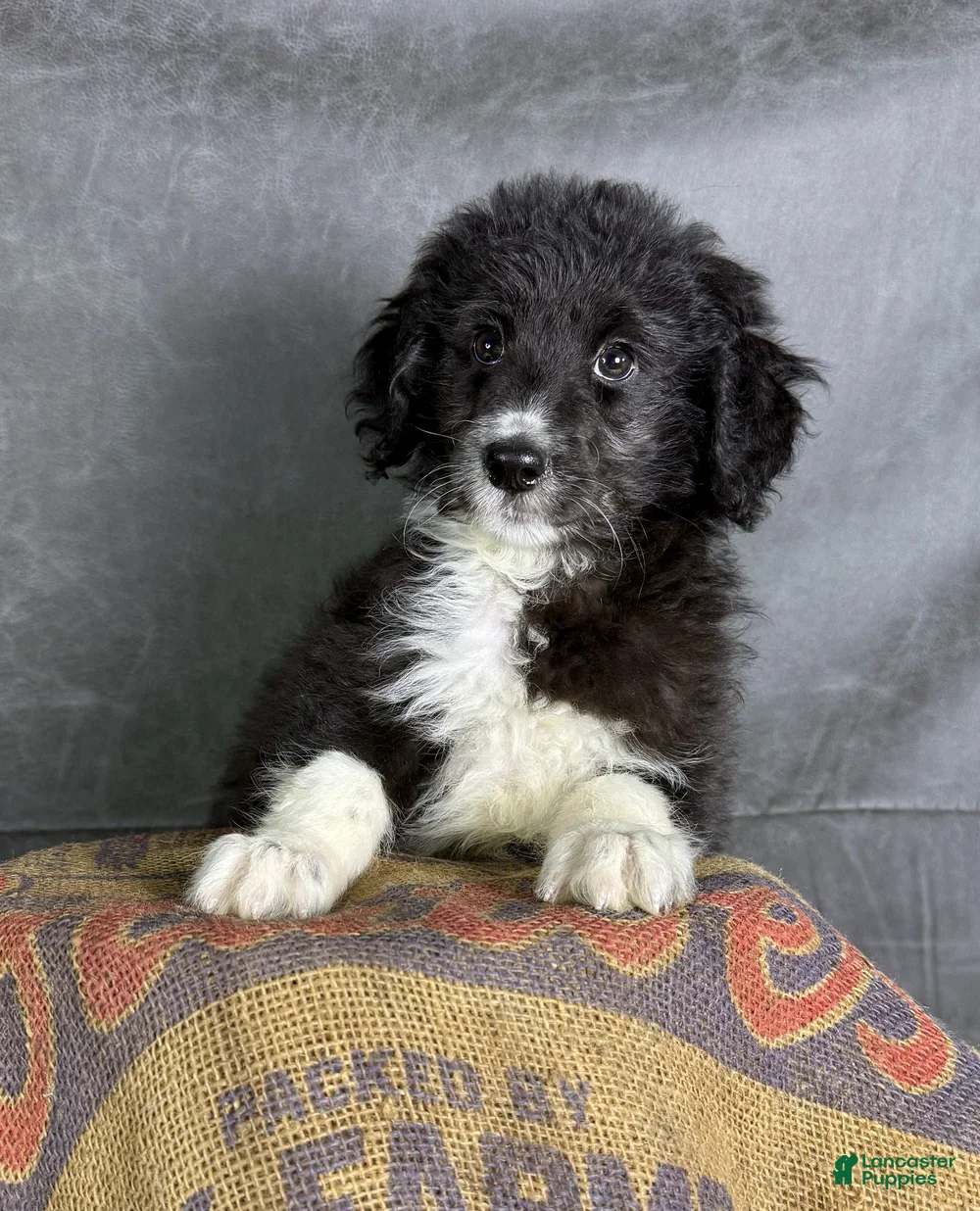 Aussiedoodle dogs for sale: Ozzy - Ad 2