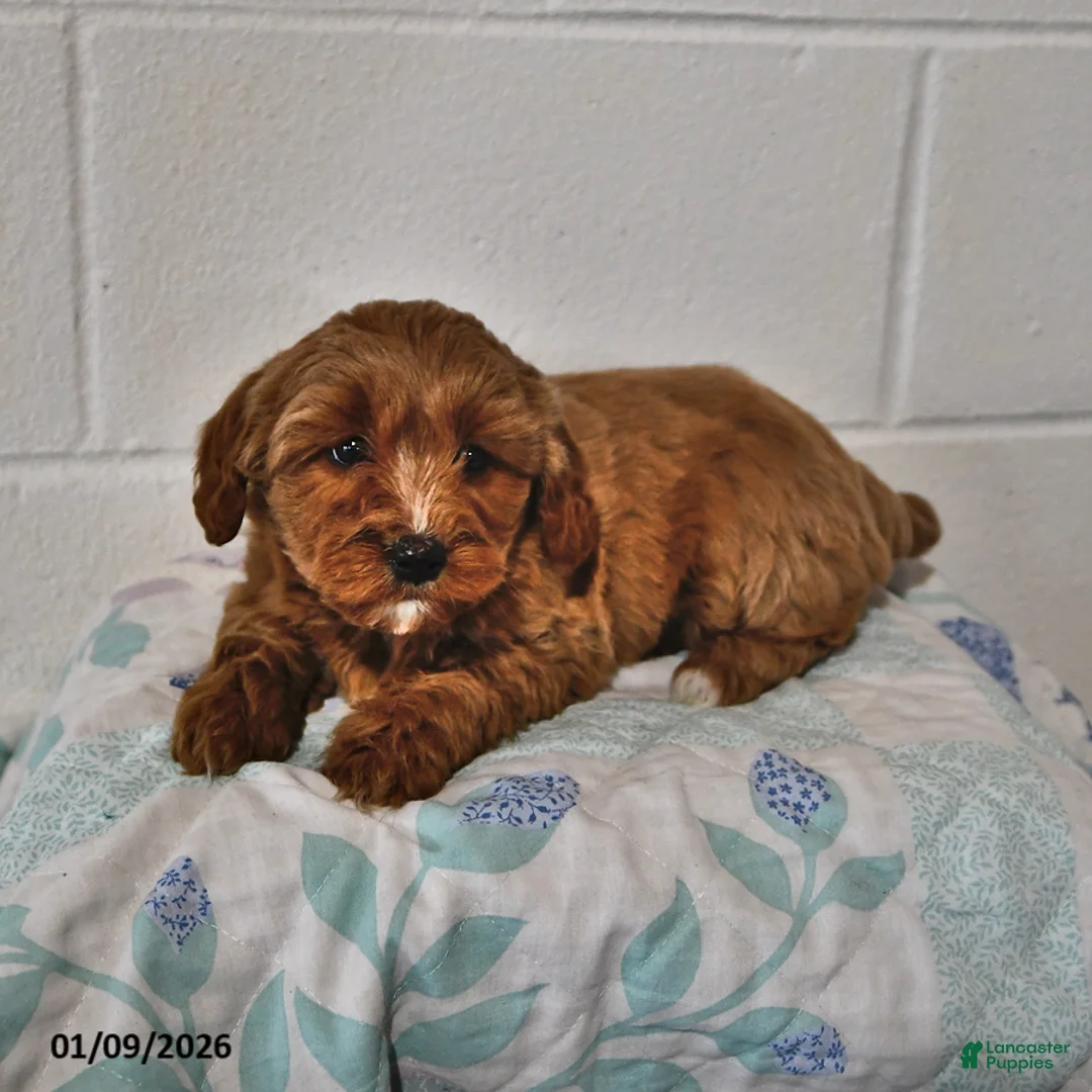 Cavapoo dogs for sale: Cookie - Ad 3