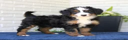 Mini Bernedoodle dogs for sale: Nala  - Ad 4