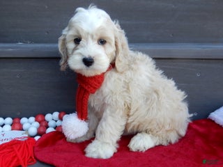 Cockapoo dogs Luka - Ad 26