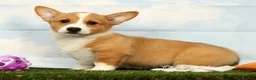 Welsh Corgi Pembroke dogs for sale: Honey - Ad 2
