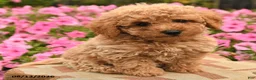 Miniature Poodle dogs for sale: Britney - Ad 4