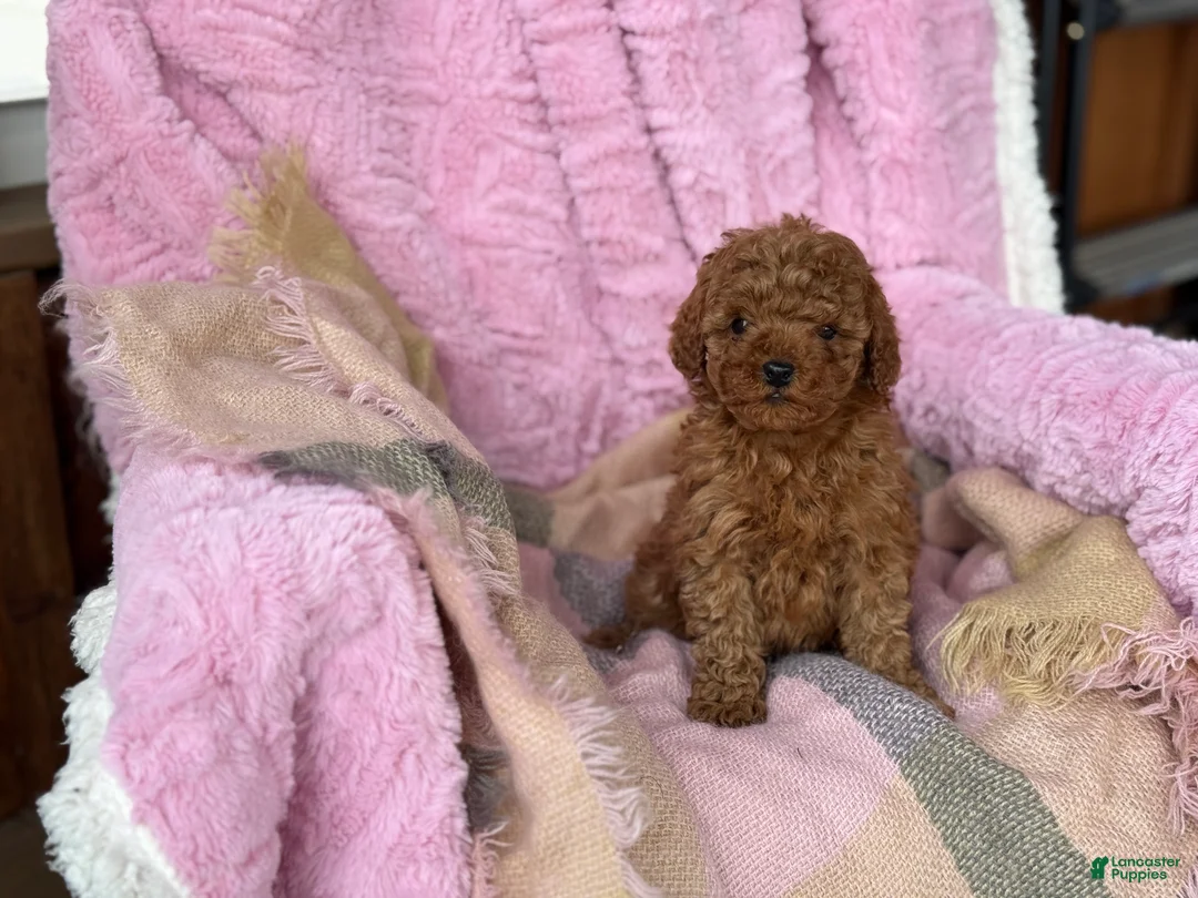 Toy Poodle dogs for sale: Nellie - Ad 7