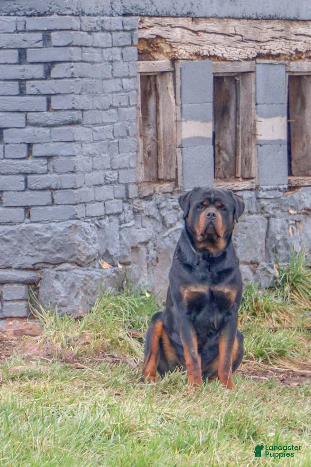 Rottweiler dogs for sale: Fern - Ad 9