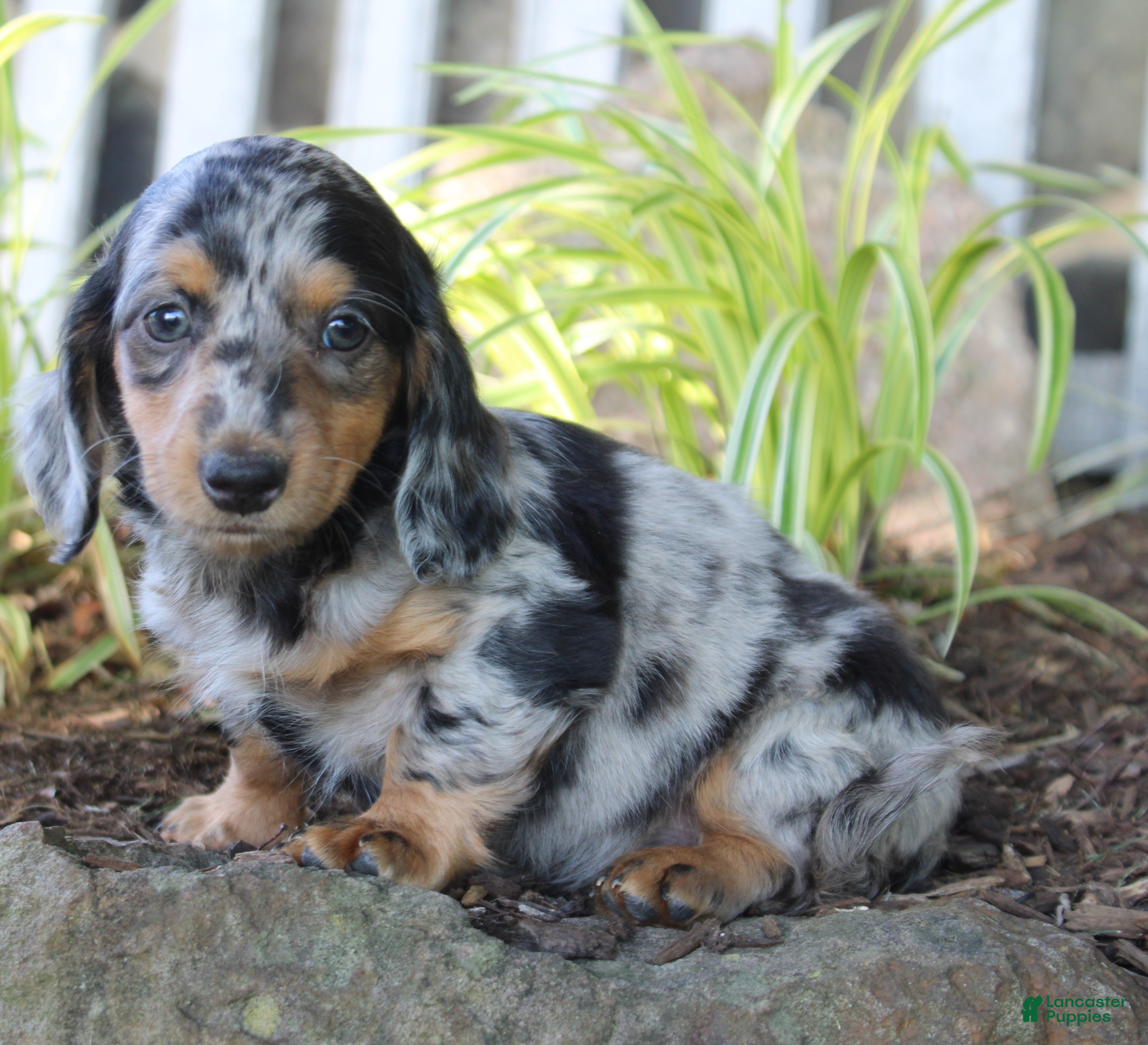 Dachshund dogs PETUNIA - Ad 1