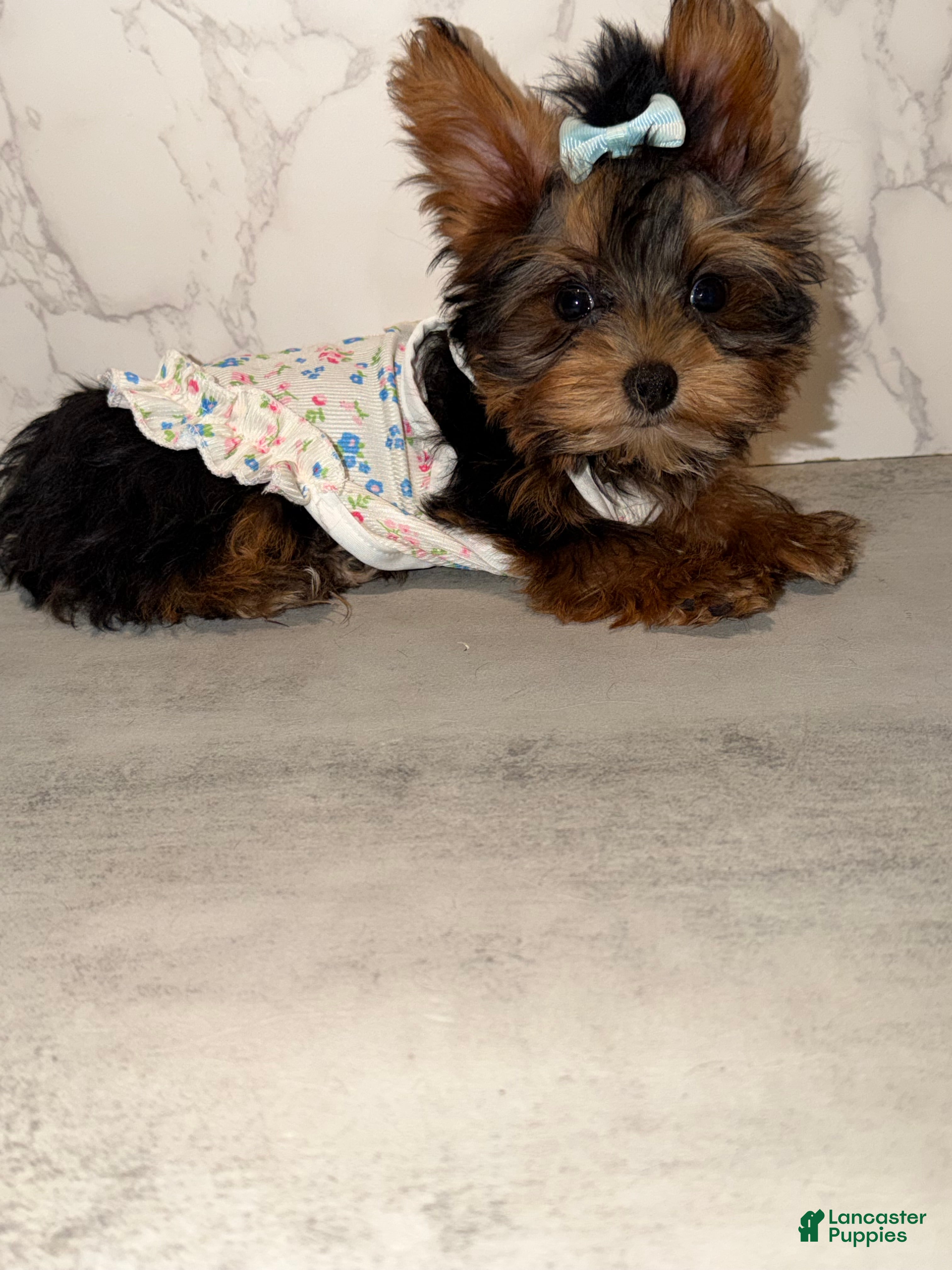 Yorkshire Terrier dogs Billy Rae - Ad 1