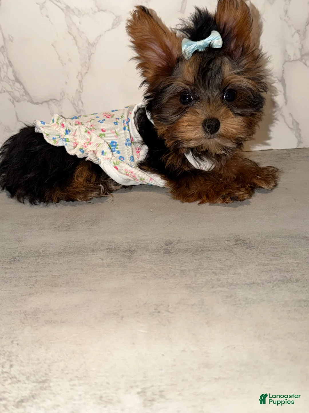 Yorkshire Terrier dogs for sale: Billy Rae - Ad 1