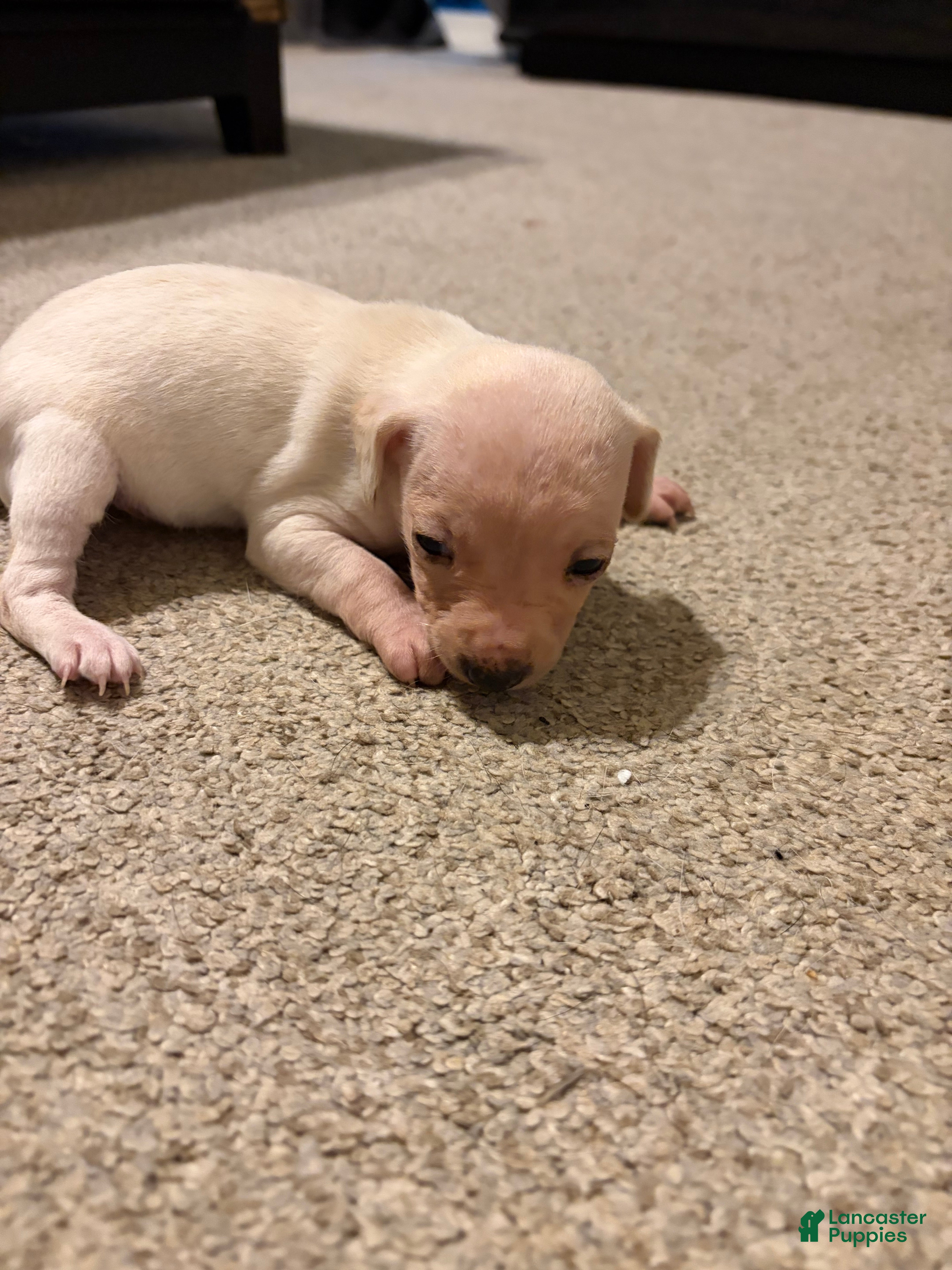 Chiweenie dogs Marshmellow - Ad 2