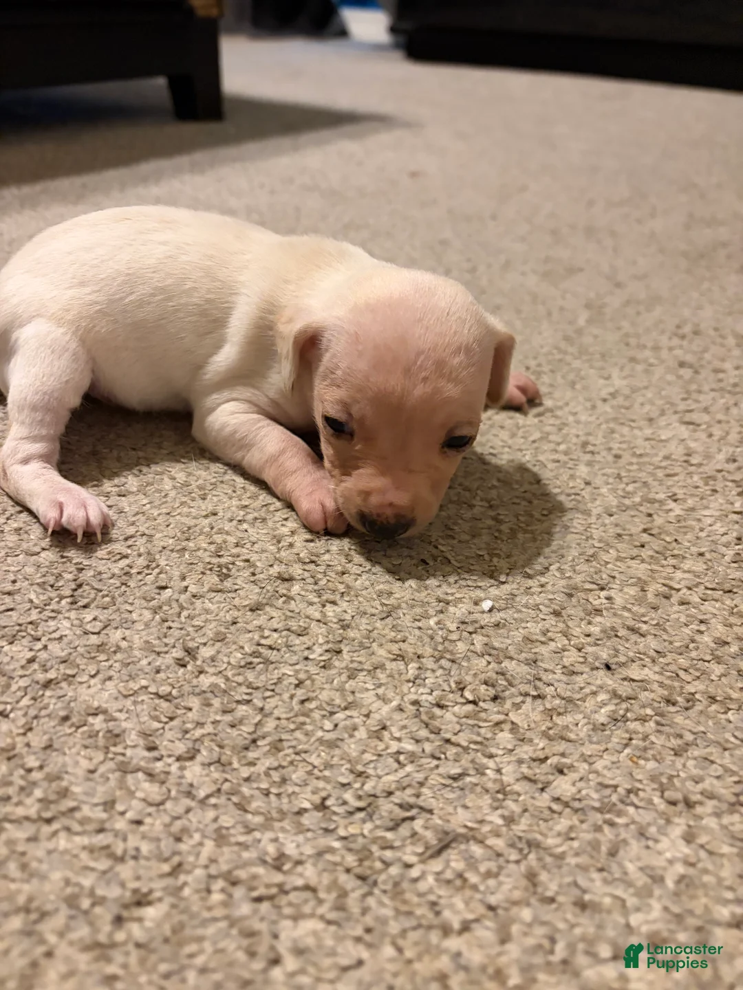 Chiweenie dogs for sale: Marshmellow - Ad 2