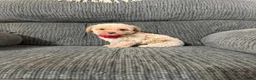 Toy Poodle dogs for sale: Toy Poodle 1 - Ad 5