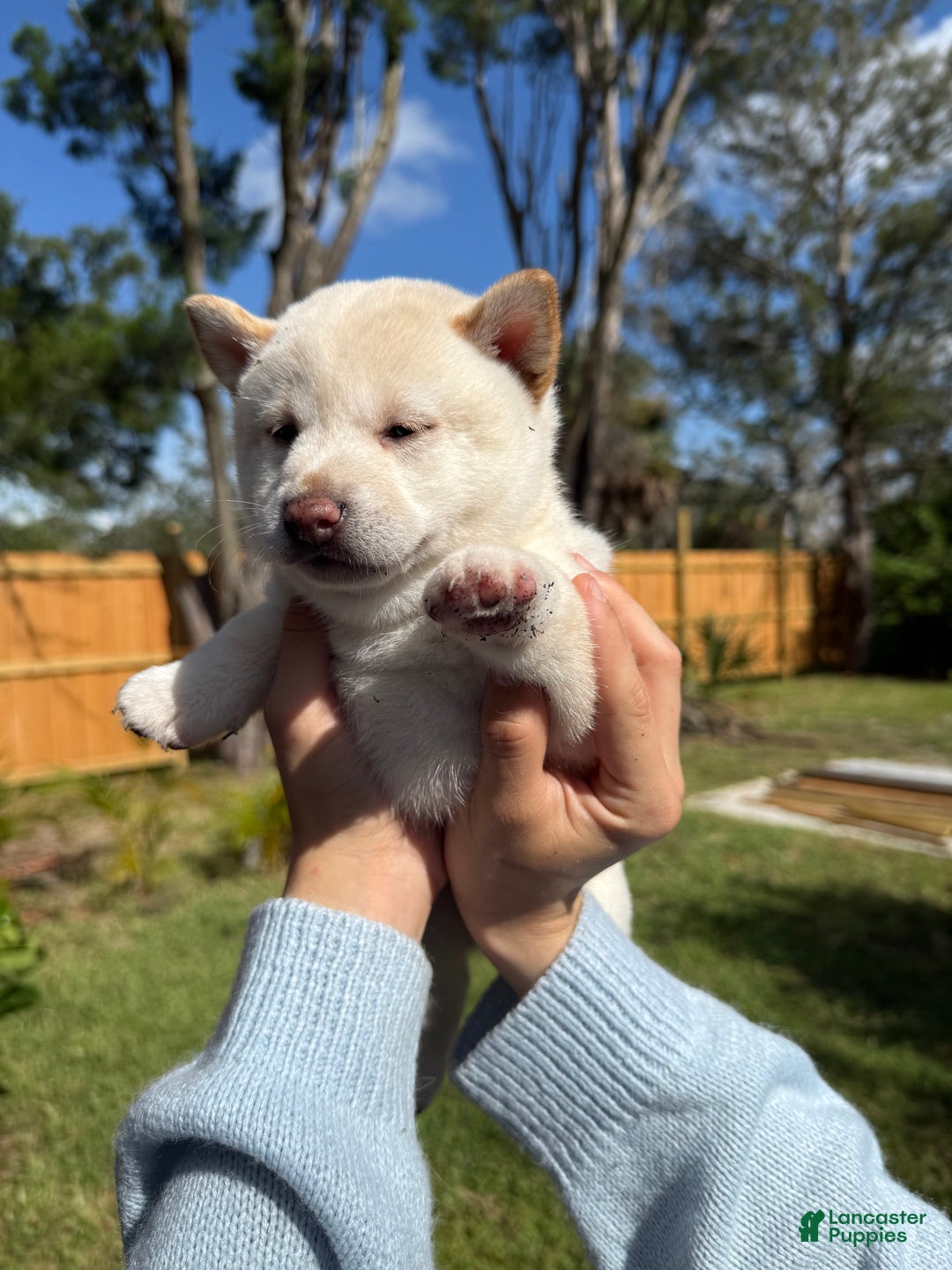Shiba Inu dogs for sale: Shiba Inu Puppy 5 - Ad 19
