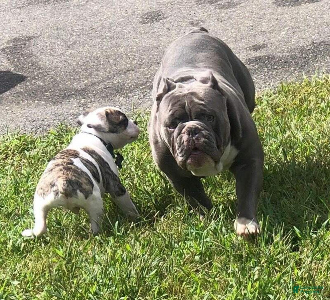 English Bulldog dogs for sale: Peanut - Ad 4