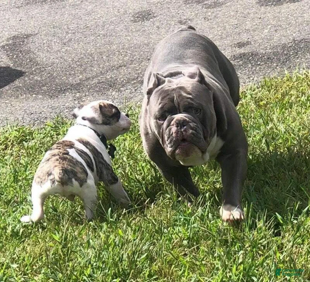 English Bulldog dogs for sale: Peanut - Ad 4