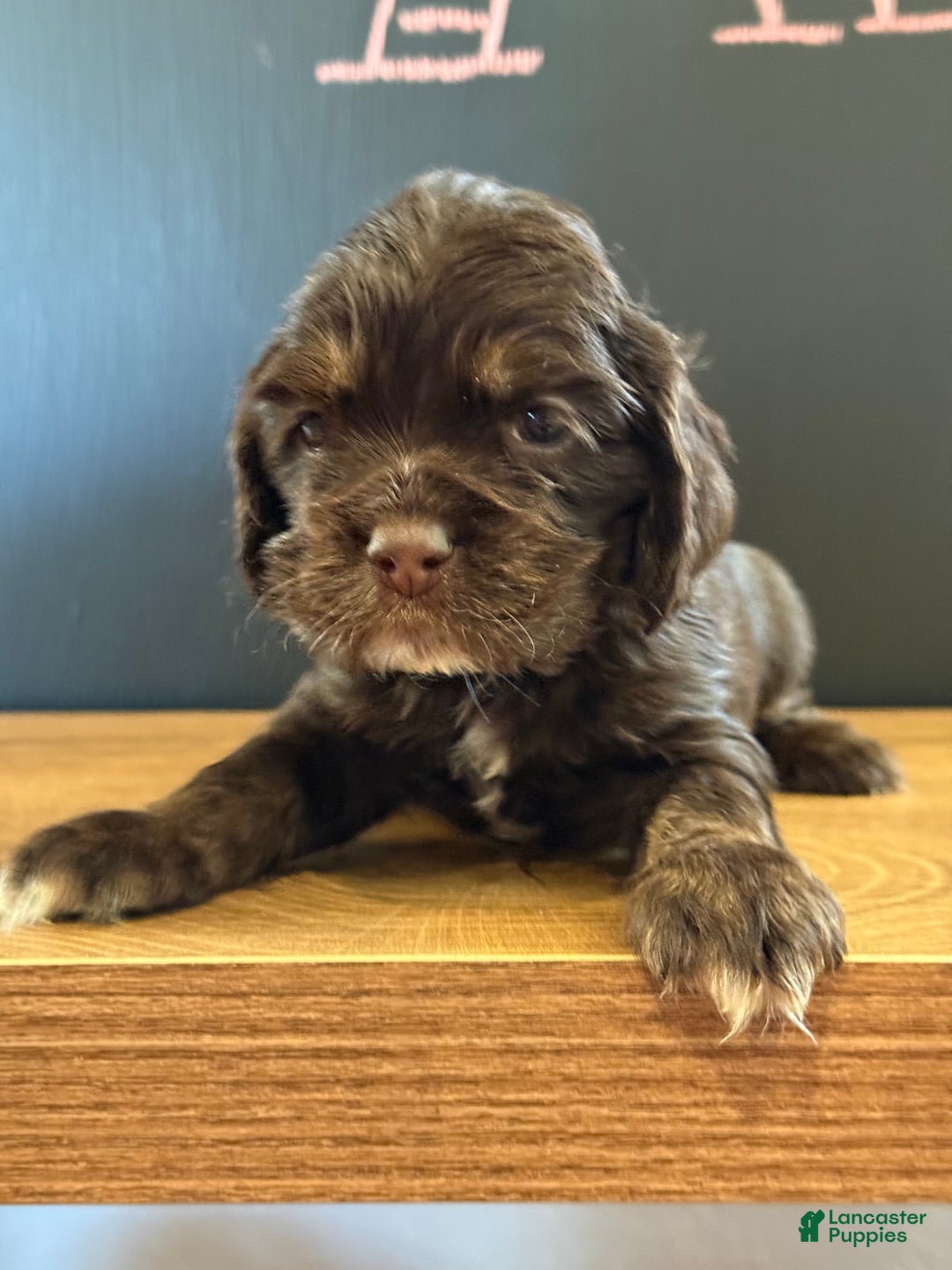 Cocker Spaniel dogs for sale: Enzo - Ad 1