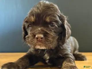 Cocker Spaniel dogs Enzo - Ad 4