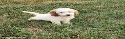 Mini Goldendoodle dogs for sale: Hanna - Ad 2