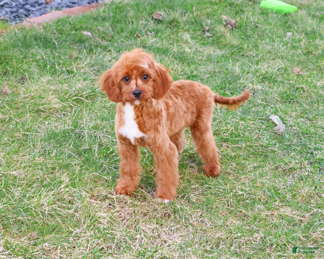Cavapoo dogs for sale: Beau  - Ad 1