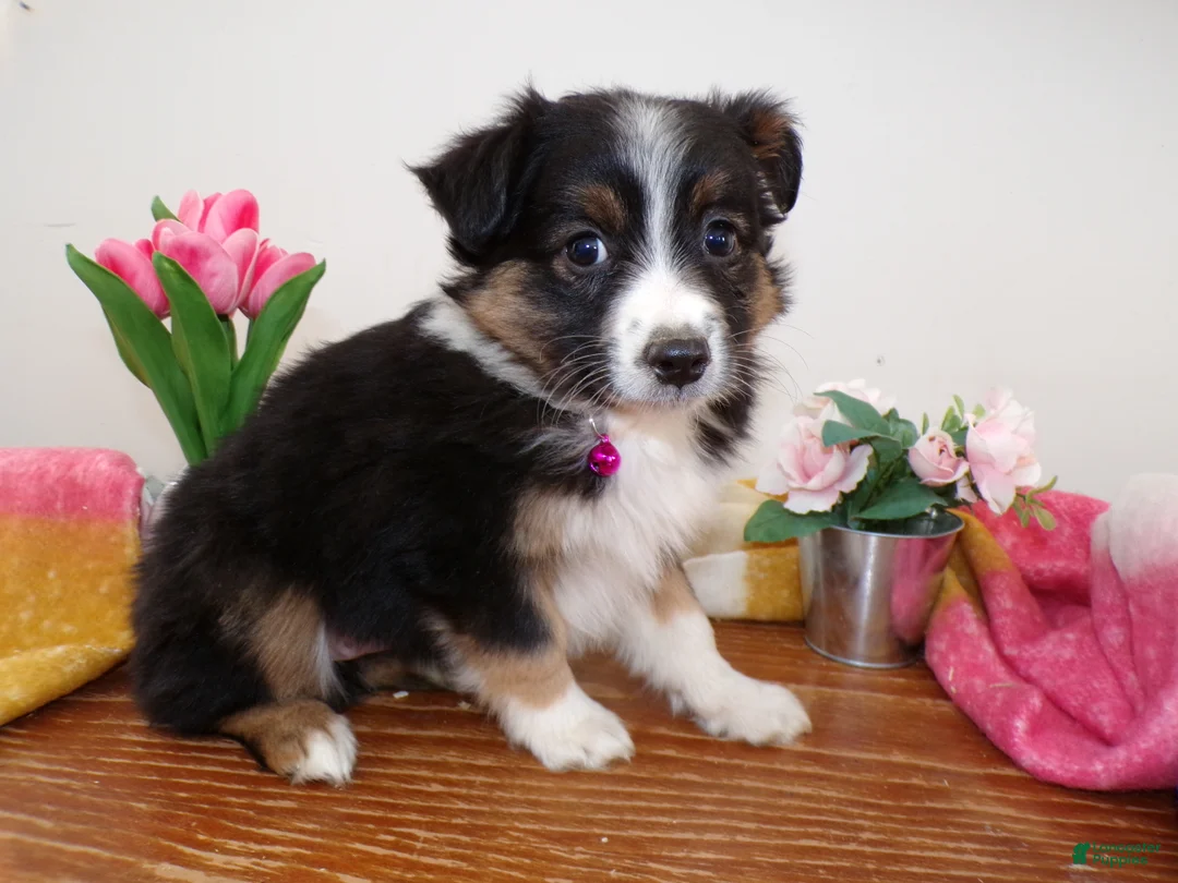 Mini Aussiedoodle dogs for sale: Mini Aussiedoodle Puppy 6 Wendy - Ad 3