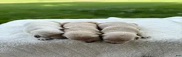 Golden Retriever dogs for sale: Golden Retriever 7 - Ad 11