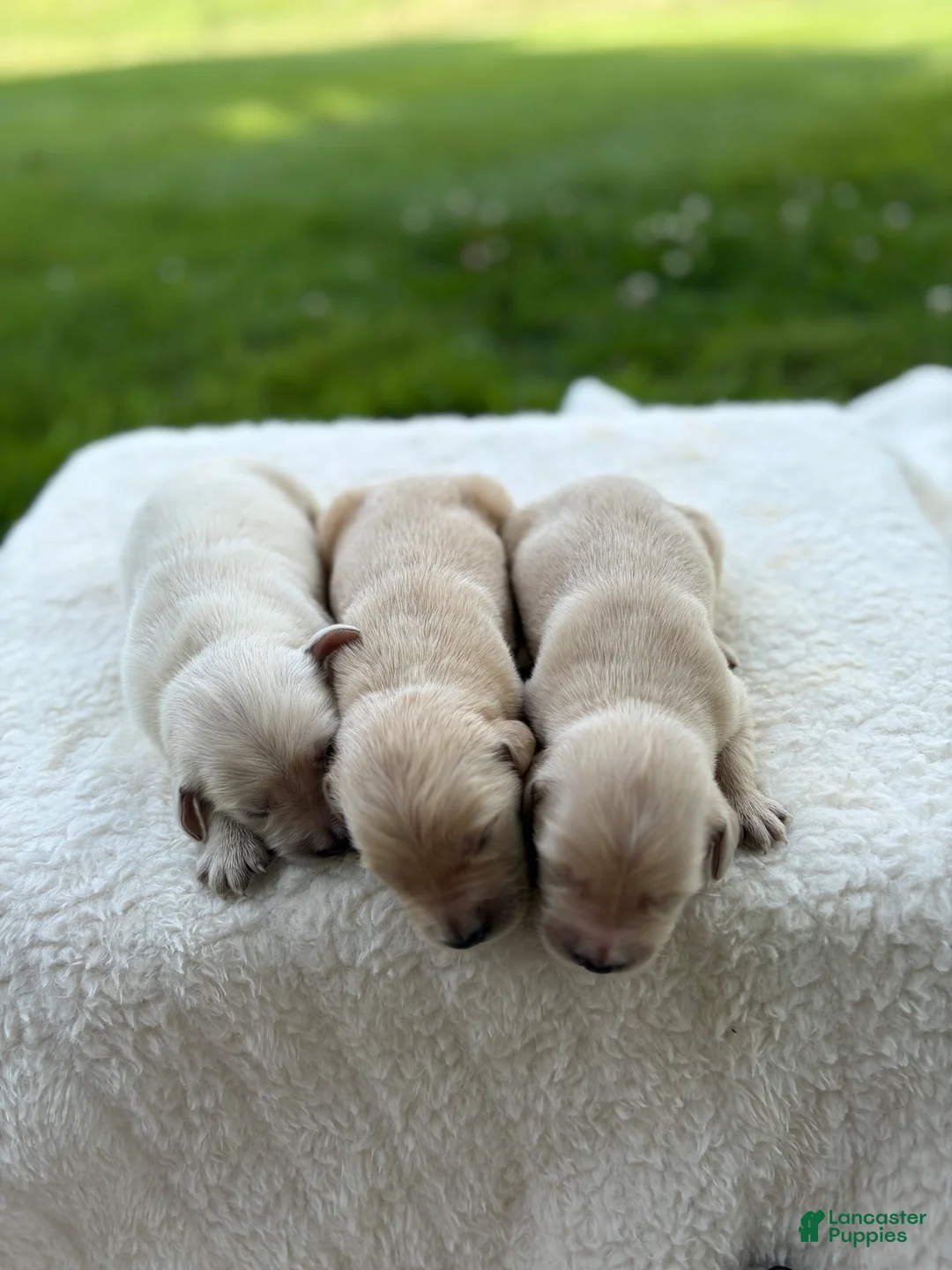 Golden Retriever dogs for sale: Golden Retriever 7 - Ad 11