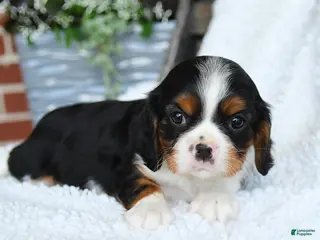 Cavalier King Charles Spaniel dogs for sale: Delvin - Ad 4