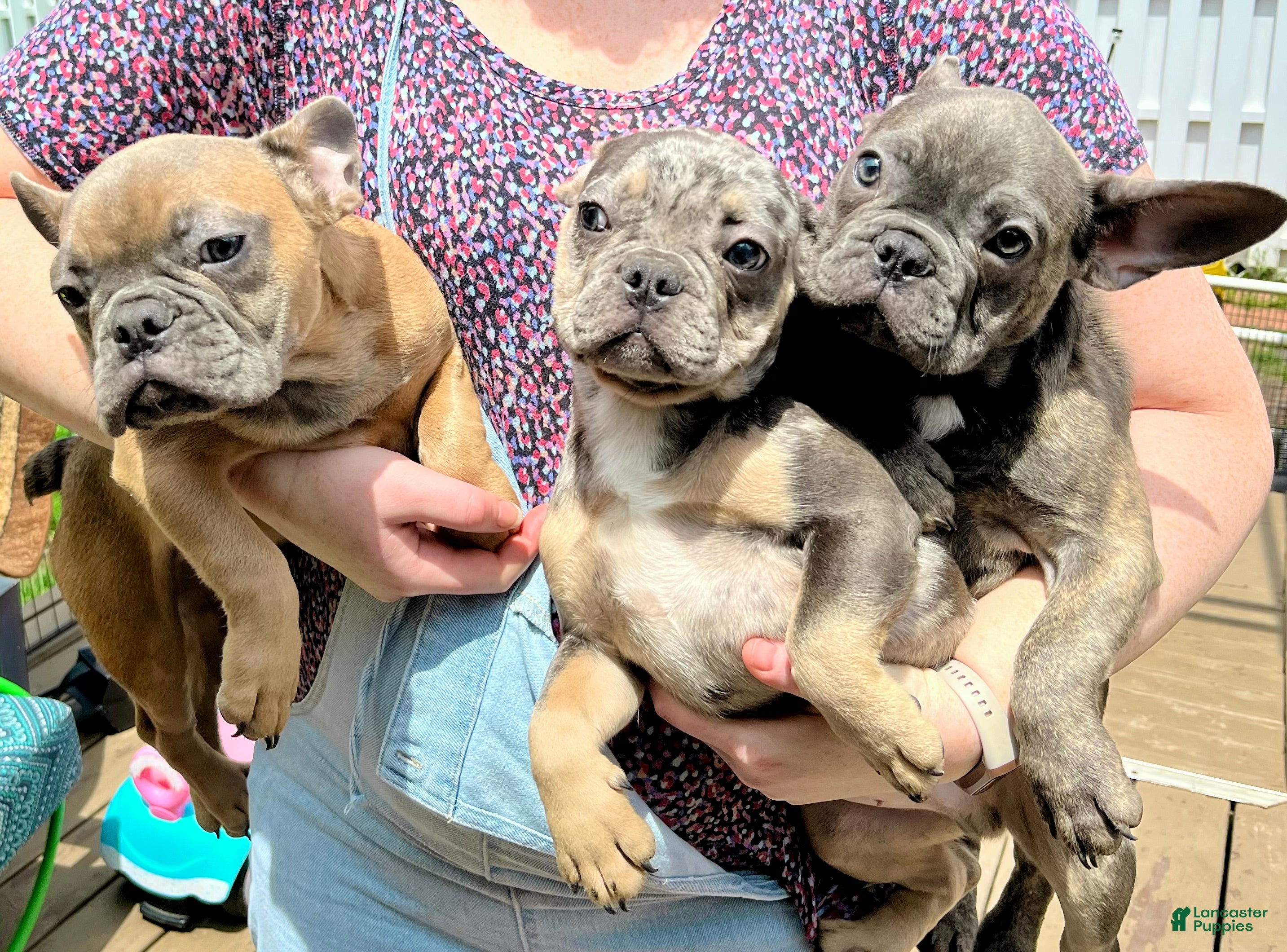 French Bulldog dogs French Bulldog Puppy 1 - Ad 3