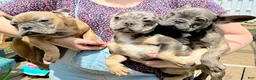 French Bulldog dogs for sale: French Bulldog Puppy 1 - Ad 1