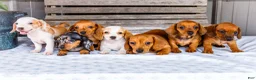 Miniature Dachshund dogs for sale: Charlotte - Ad 11