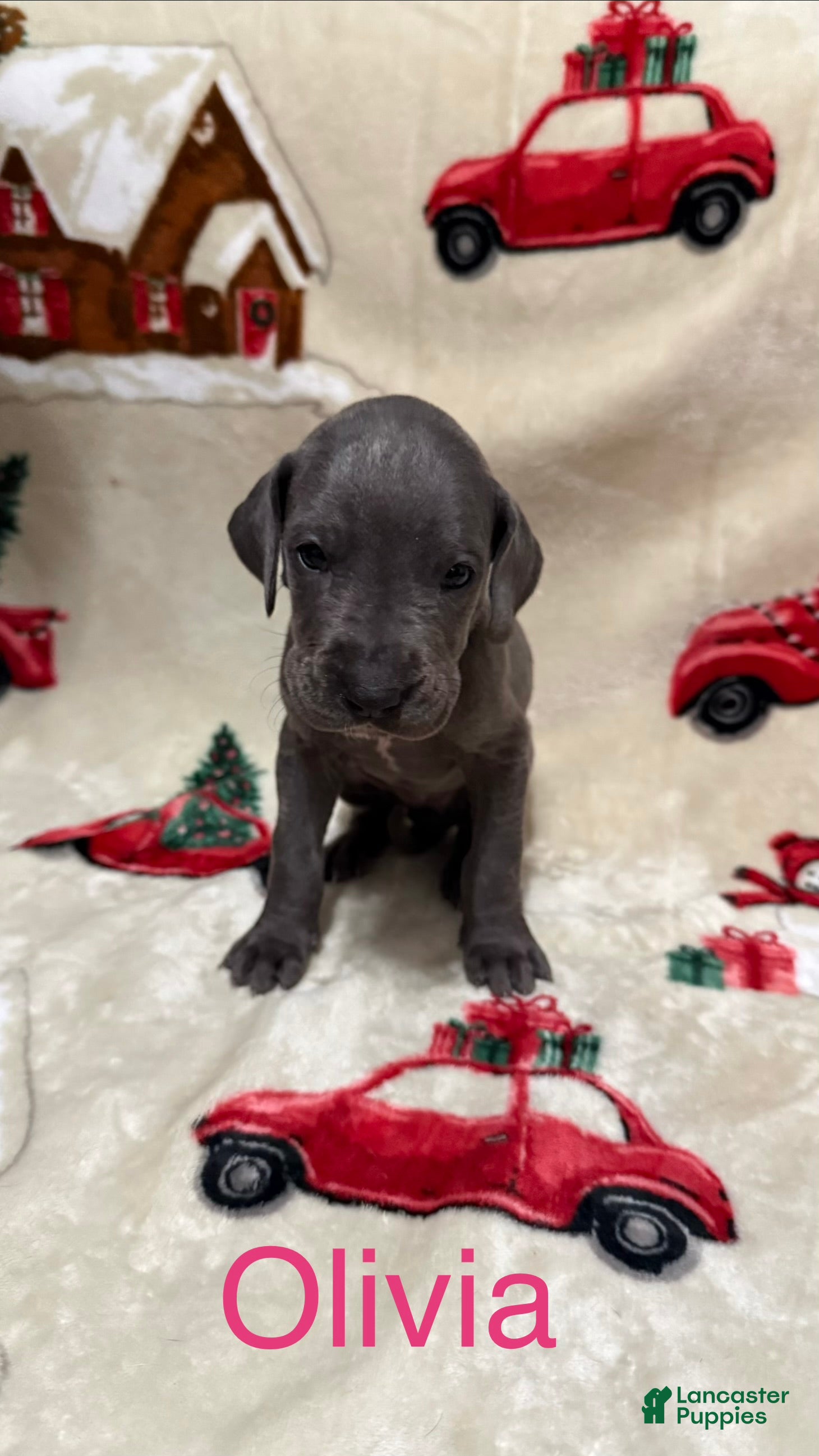 Great Dane dogs Oliva - Ad 39