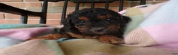 Cockapoo dogs for sale: Cassie - Ad 1