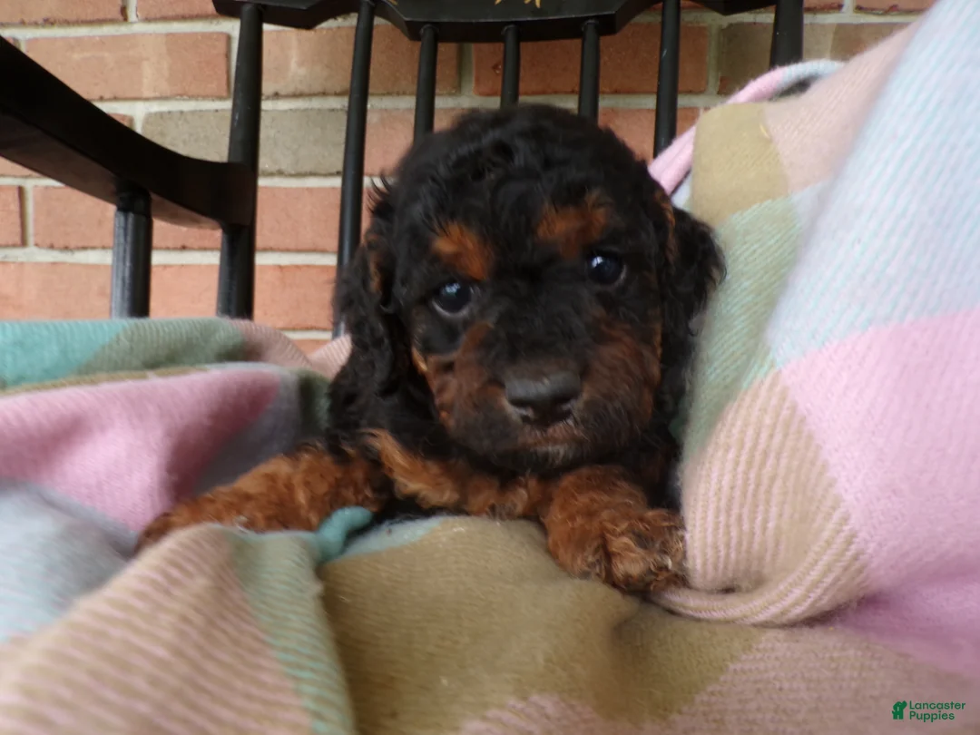 Cockapoo dogs for sale: Cassie - Ad 1
