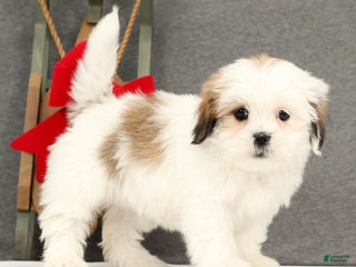 Lhasa Apso dogs Fern - Ad 17