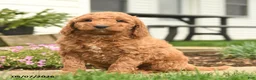 Goldendoodle dogs for sale: Risto - Ad 2