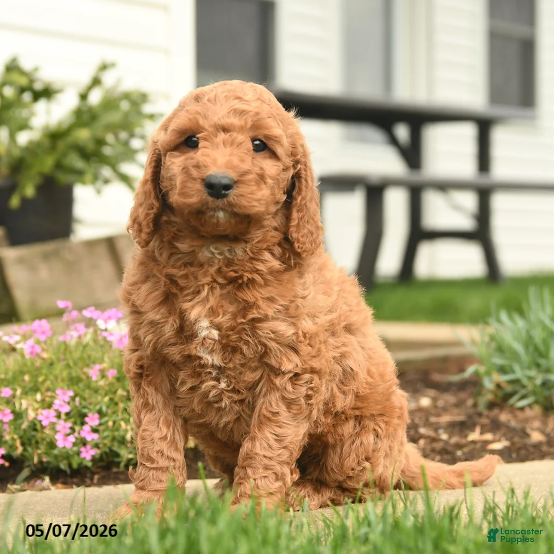 Goldendoodle dogs for sale: Risto - Ad 2
