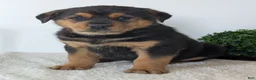 Mixed Breed dogs for sale: Phoenix  - Ad 10