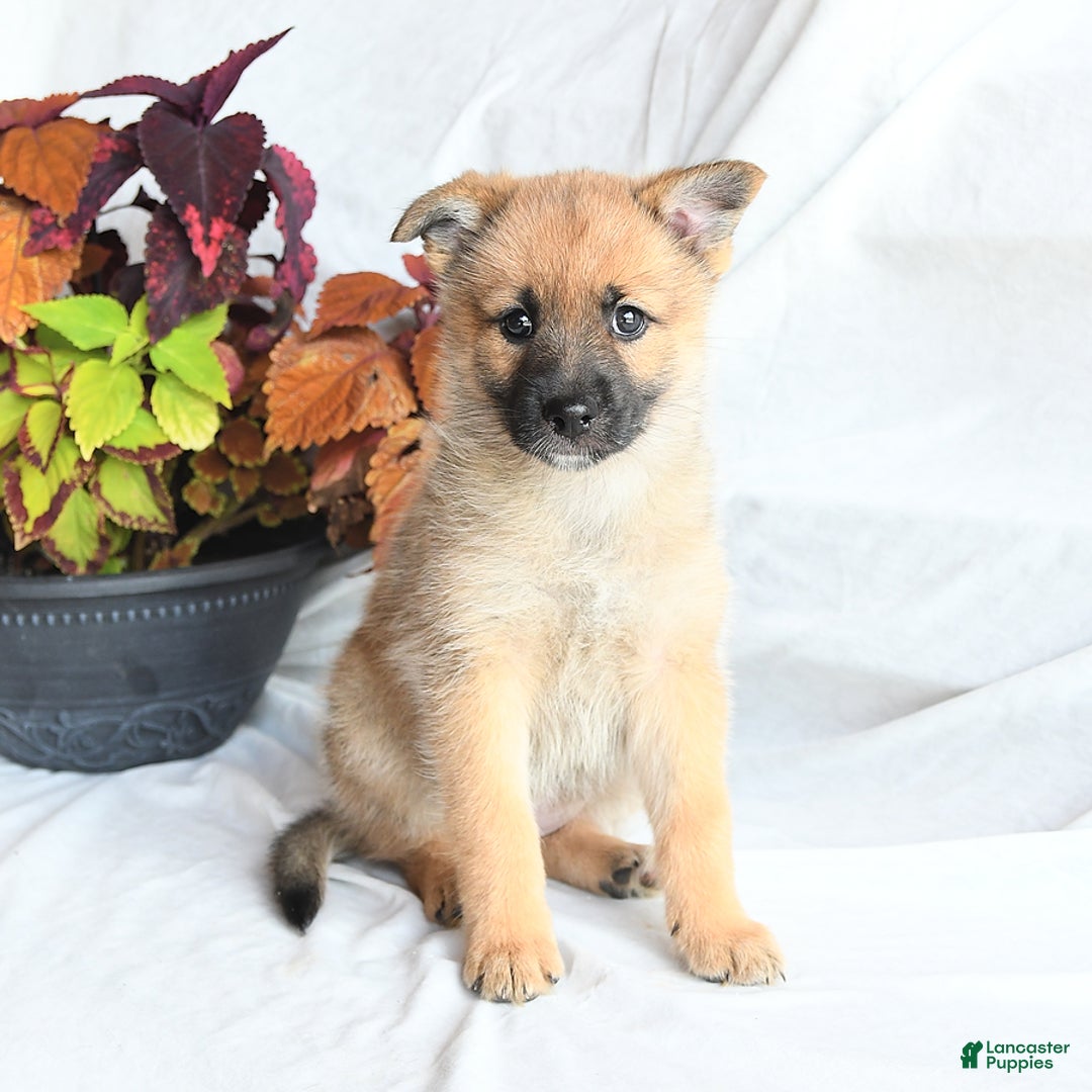 Mixed Breed dogs for sale: Tricky - Ad 13