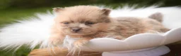 Pomeranian dogs for sale: Berlioz Pomeranian  - Ad 5