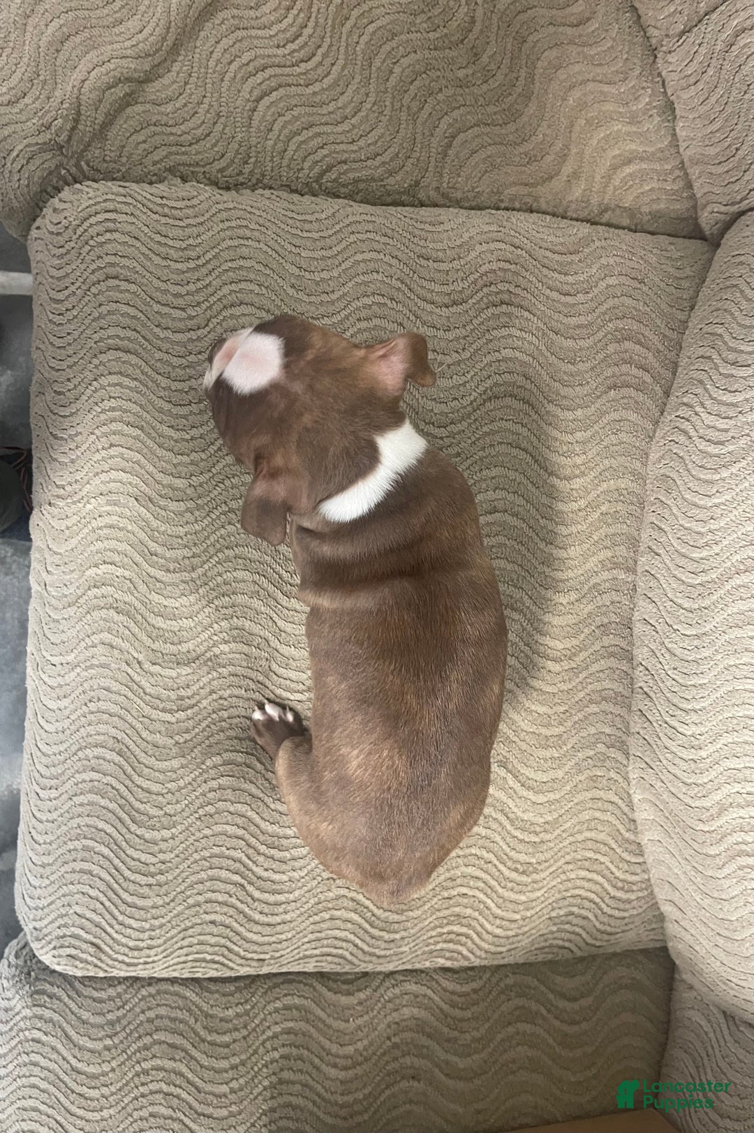 Boston Terrier dogs for sale: Odie - Ad 4