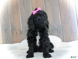 Mini Goldendoodle dogs Bella - Ad 34