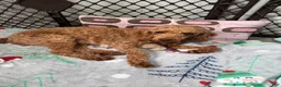 Bichpoo dogs for sale: Sunny - Ad 3