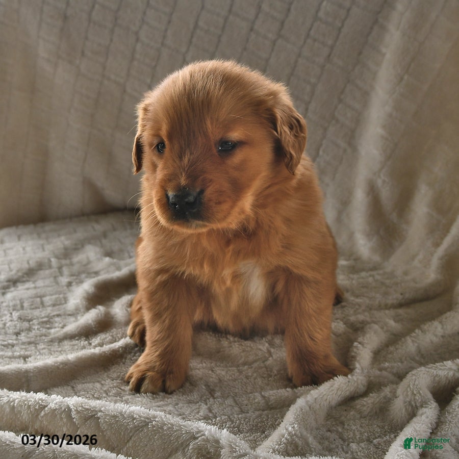 Golden Retriever dogs Bailey - Ad 2