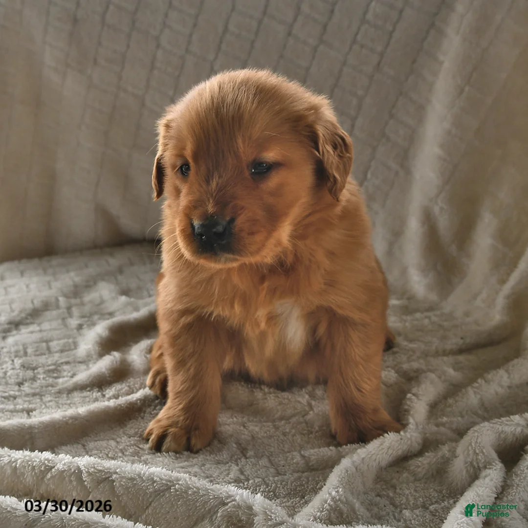 Golden Retriever dogs for sale: Bailey - Ad 2