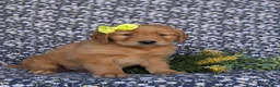 Golden Retriever dogs for sale: Lyndsay - Ad 3