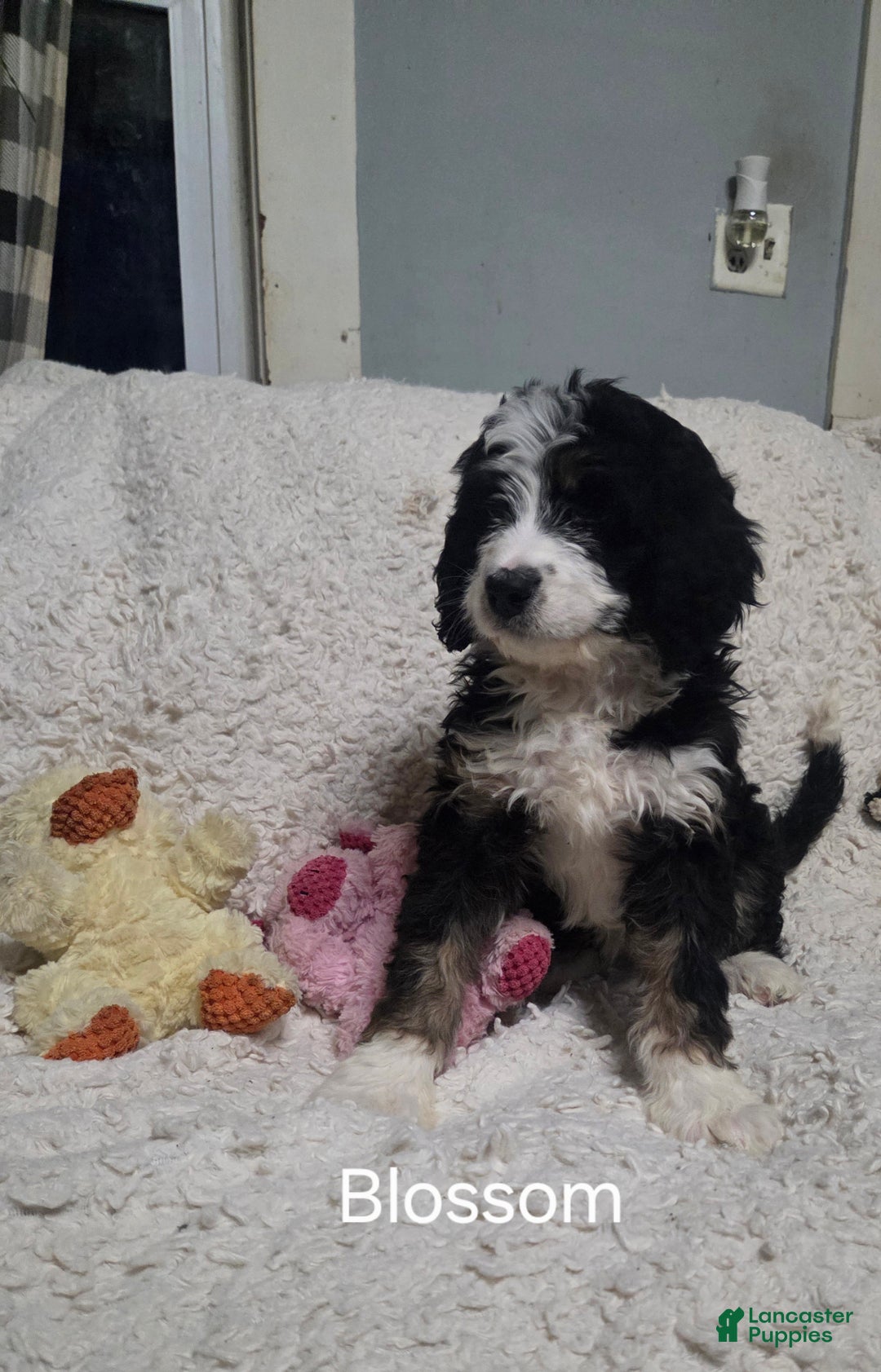 Bernedoodle dogs for sale: Bernedoodle Puppy 1 - Ad 5