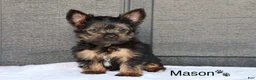 Yorkshire Terrier dogs for sale: Mason - Ad 3