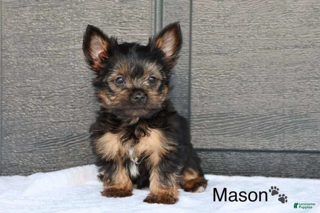 Yorkshire Terrier dogs for sale: Mason - Ad 3