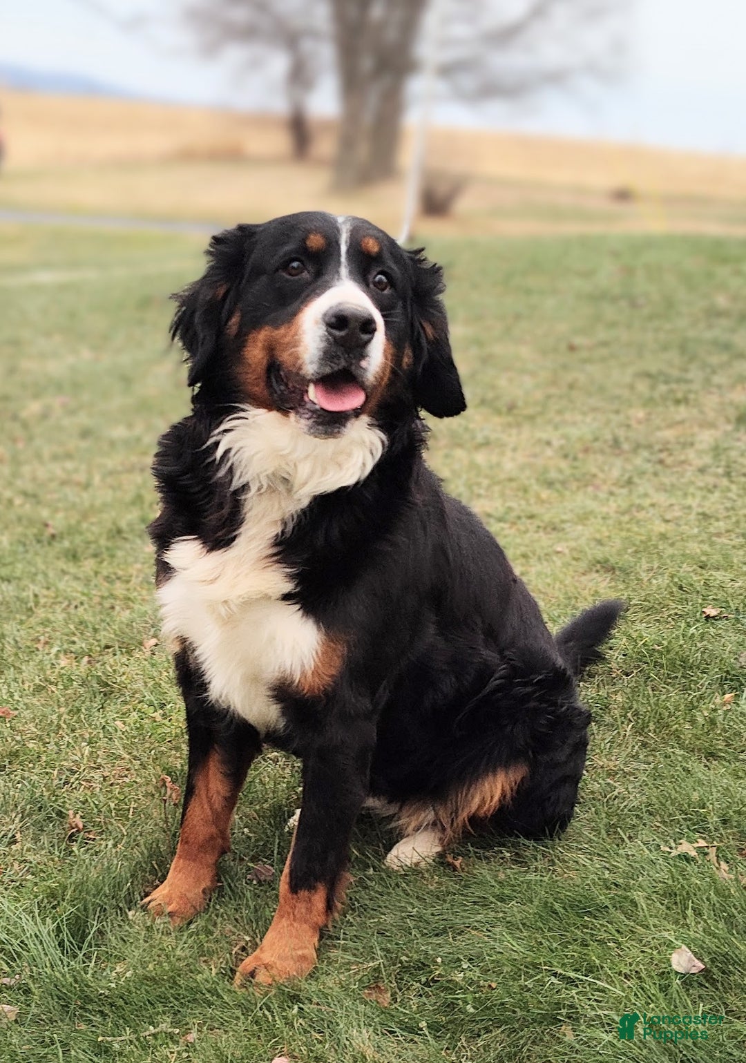 Bernese Mountain Dog dogs for sale: Nera - Ad 3