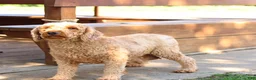 Goldendoodle dogs for sale: Rochelle - Ad 6