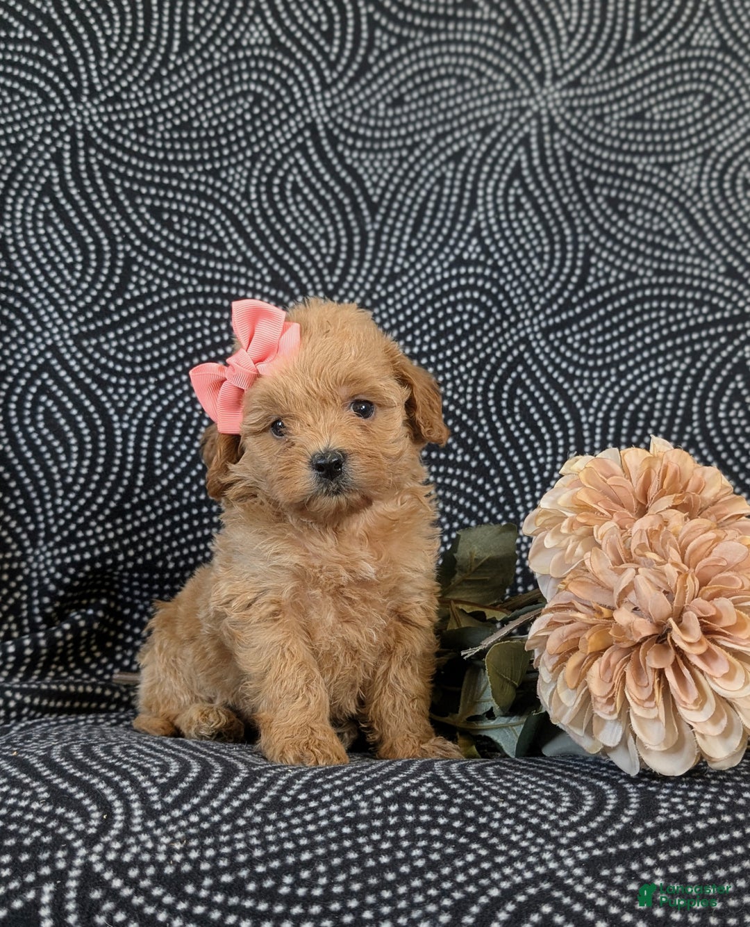 Cockapoo dogs for sale: Aurora Hypoallergenic - Ad 3